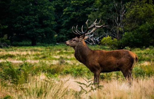 horn-of-africa deer  animal  horn  wildlife  green  grass  trees
