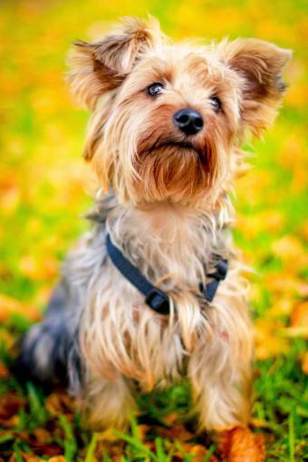 playground dog  animal  pet  puppy  green  grass  playground
