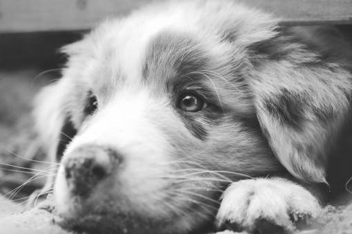 cachorro Perro pastor australiano cachorro aussie closeup makro ojos