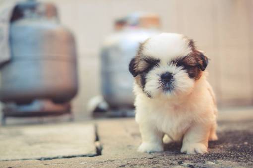 cachorro perro cachorro mascota animales lindo