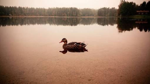 duck duck  water  river  lake  nature  landscape  trees