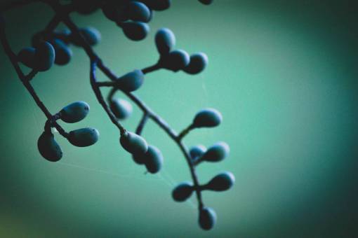 berries dusk  teal  nature  berries
