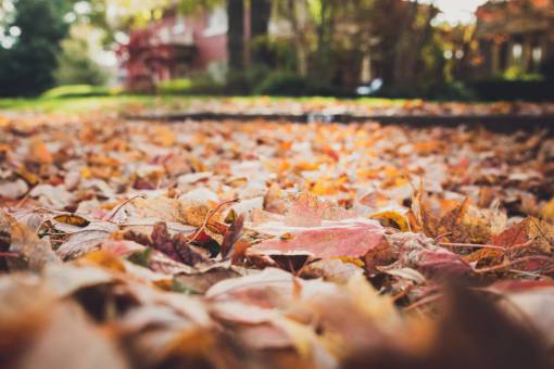 barro hojas caídas naturaleza otoño otoño cerrar calle