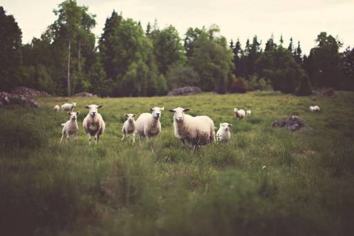 sheep farm  animals  sheep  lamb  green  grass  field