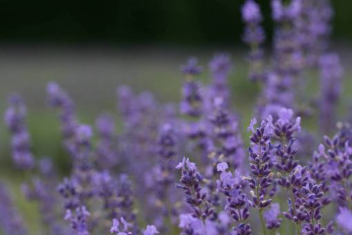floreciente campo de flores lavanda naturaleza al aire libre herbario púrpura