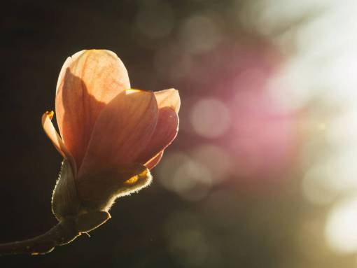 rayo de sol flor naturaleza borrosa luz del sol rayos del sol