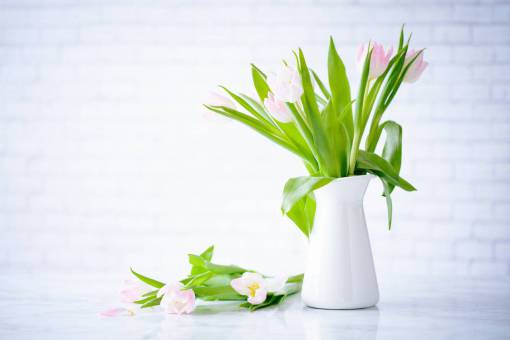 flower  pink  petal  bloom  garden  plant  nature