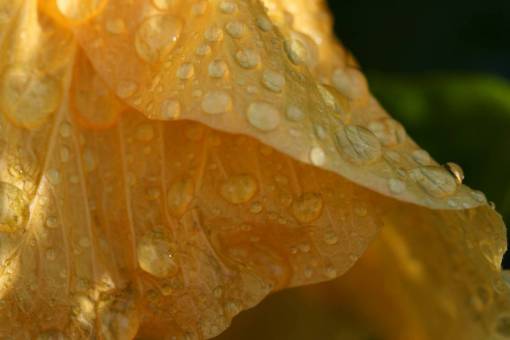 dew flower  rain  drops  wet  macro  spring  petals