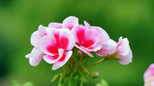 stalks flowers  nature  blossoms  branches  stems  stalk  leaves