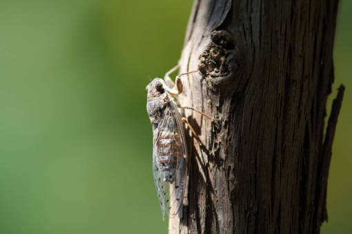 trunk flying insect  animal  outdoor  tree  wood  trunk
