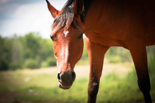 pierna caballo equino pelo de animal pasto campo ojos