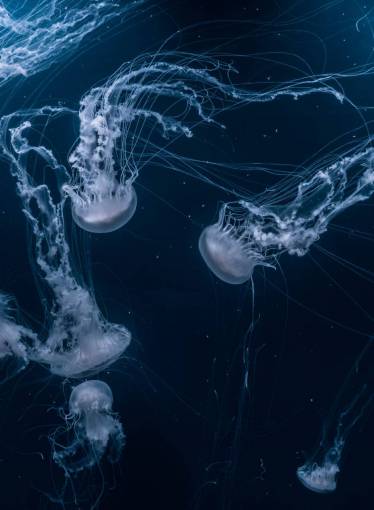 un animal medusa animal acuático océano submarino agua azul