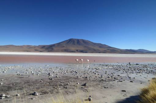 laguna Laguna Colorada Bolivia paisaje montañas cielo arena aves
