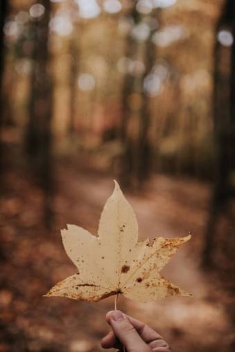 otono hojas hoja otoño otoño mano bokeh
