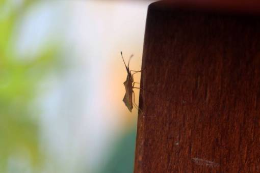 bug macro  summer  wood  insect  bug
