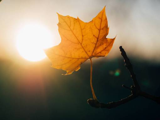 maple maple leaf  sunshine  sunset  nature
