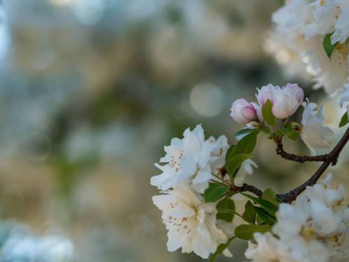 florecer naturaleza flores pétalos florecer blanco bokeh desenfoque
