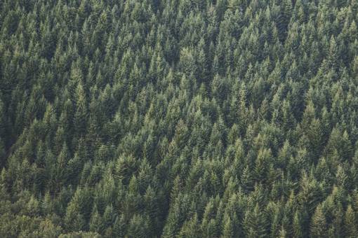 row nature  forests  trees  rows  patterns  textures  aerial