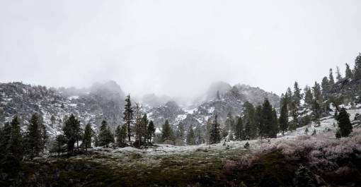naturaleza paisaje bosques árboles niebla cielo blanco