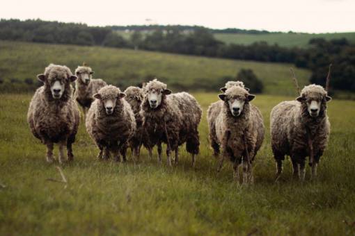 sheep nature  landscape  green  farm  lamb  sheep  herd