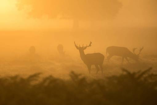 horn-of-africa nature  landscape  yellow  animal  wildlife  deer  horn
