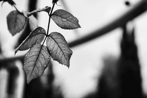 monochrome nature  leaves  water  rain  drop  veins  black and white