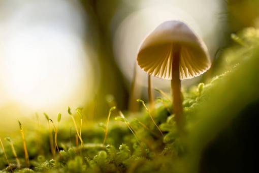 mushroom nature  macro  mushroom  plants  green
