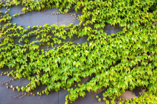 hormigon naturaleza plantas hiedra enredaderas hojas losa de hormigón