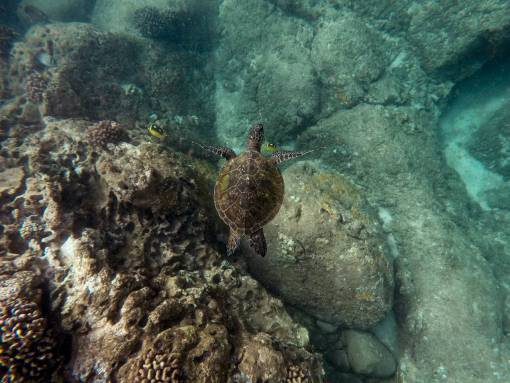 naturaleza tortuga marina océano azul agua rocas