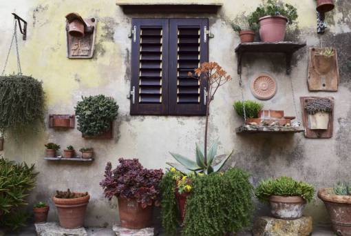orchid nature  wall  windows  garden  plants  flowerpot  leaves