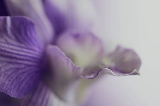 sofa flor de orquídea
