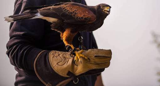 aguila gente hombre mano águila pájaro animal mascota