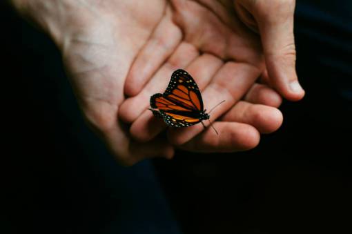 perch person  people  hands  hold  butterfly  perched  beautiful