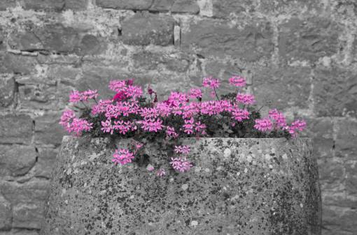 ladrillo rosa gris flores pétalo flor otoño otoño
