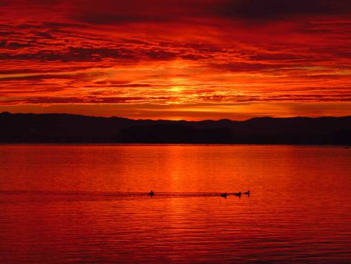 aves lago rojo puesta de sol cálida naturaleza al aire libre agua