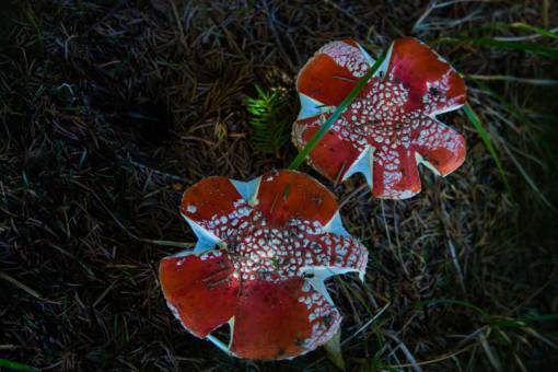 mushroom red  mushroom  willd  flower  white  green  grass
