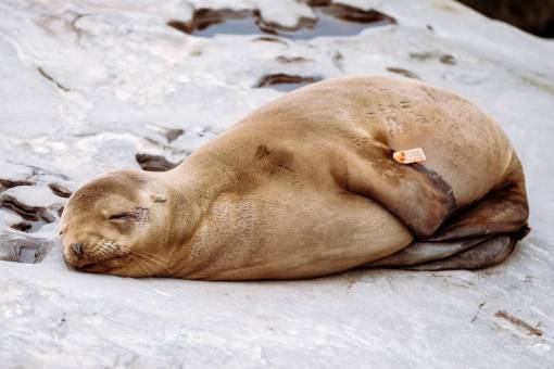 lion-head sea  lion  animal  sleep  rocks  coast
