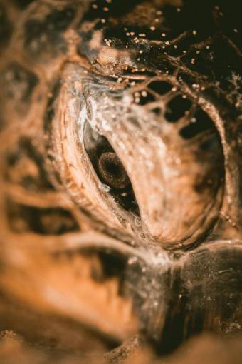acuatico tortuga marina reptil animales acuáticos agua de mar
