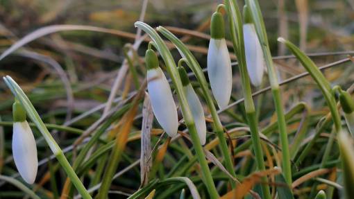 campanile snowdrop  spring  flower  white  crocus  blooming  closeup