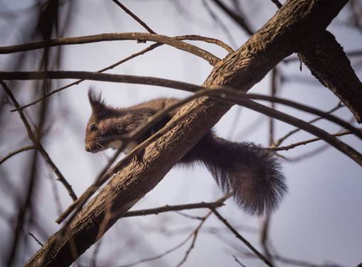 squirrel-expression squirrel  animal  nature  trees  branch  woods
