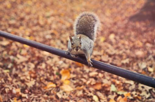 squirrel-expression squirrel  startled  pole  animal  leaves  autumn  tail