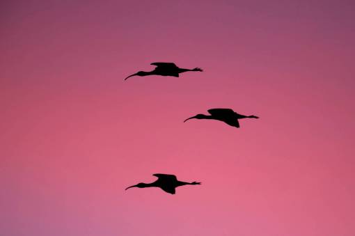 volador puesta de sol cielo pájaro volador animal silueta