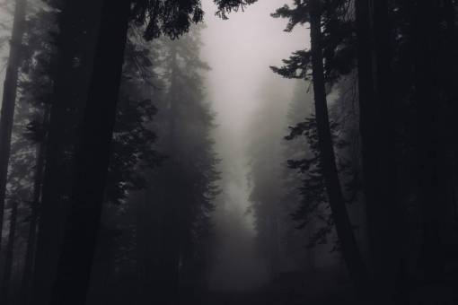 brumoso árboles bosque bosques niebla brumoso oscuro al aire libre