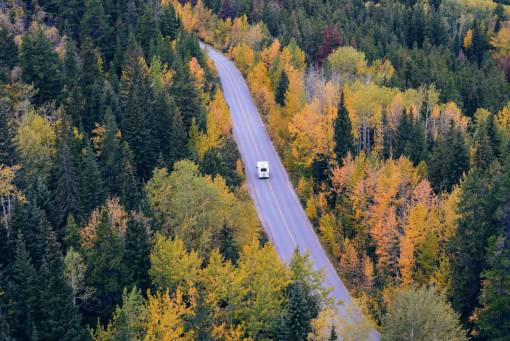 trees  forest  woods  nature  road  travel  transportation