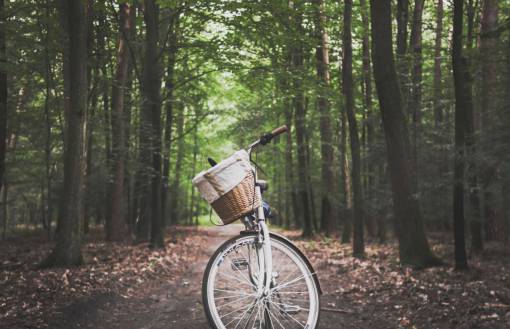 bicycle vintage  bike  forest  trail  hike  path  woods