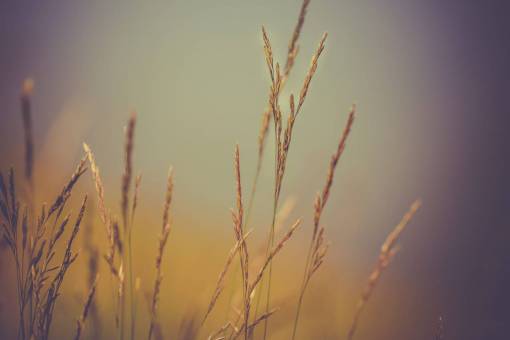 wheat wheat  plants  nature  farm  agriculture  bokeh  blurry
