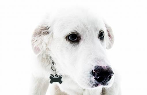 besos Perro blanco lindo animal bestia mamífero