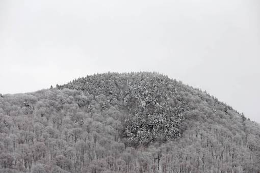 medio ambiente paisaje de invierno montañas árboles gris monocromo frío