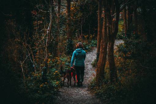 senderismo mujer caminata bosque bosques animal mascota árbol