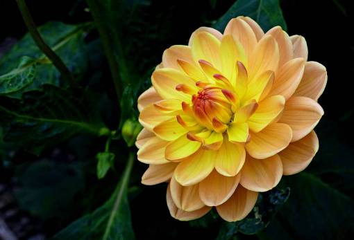 yellow  flower  close up  garden  fresh  nature  outdoors